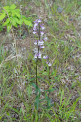 Penstemon laevigatus