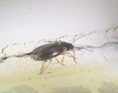 Stenolophus ochropezus