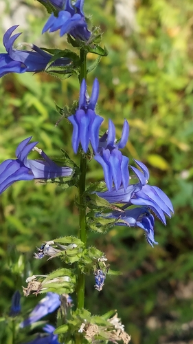 great blue lobelia