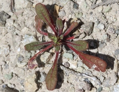 Chorizanthe