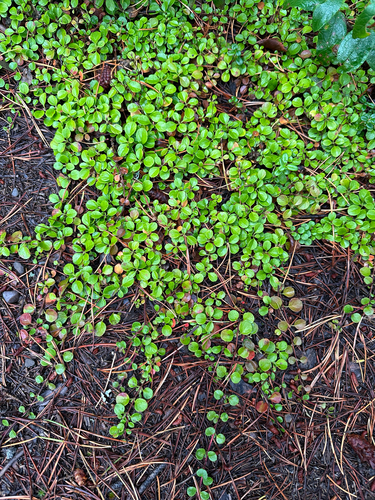 Twinflower