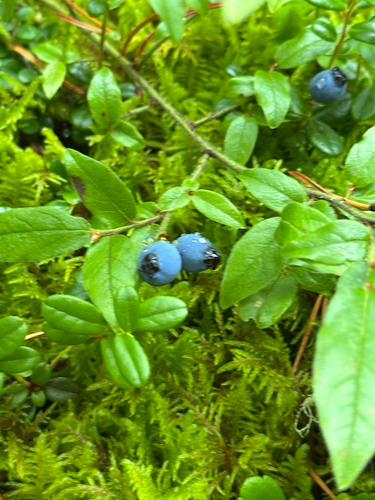 velvetleaf blueberry
