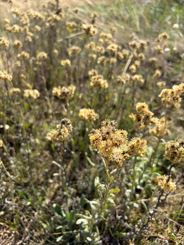 Dwarf Everlasting