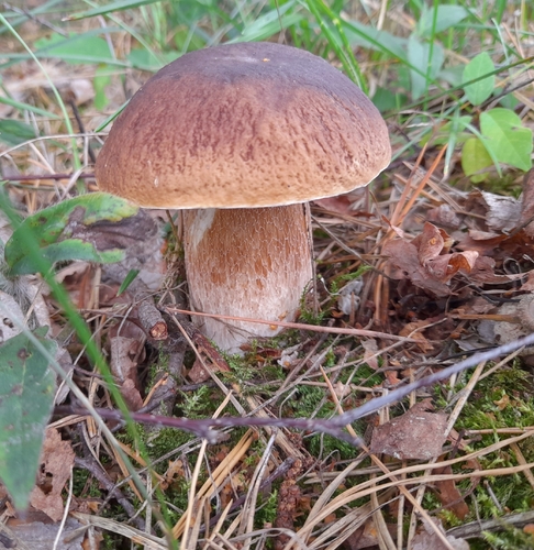 King Bolete