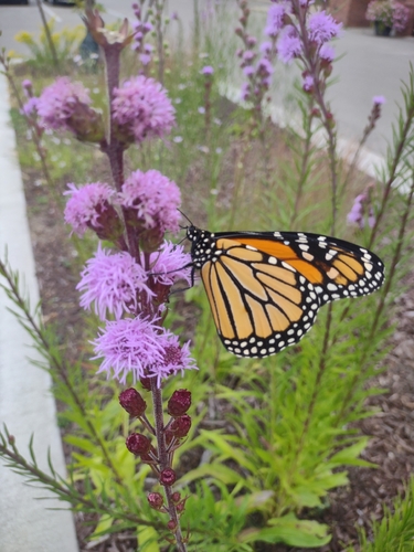 Monarch