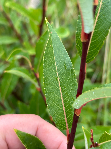 tea-leafed willow