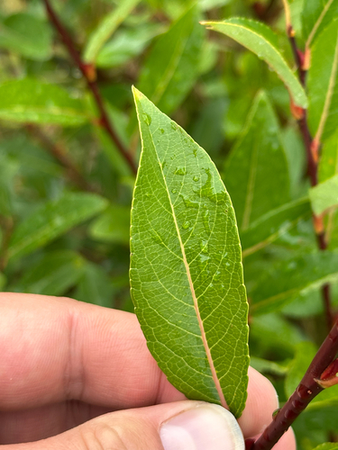 Salix planifolia, photograph 2