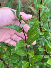 Salix planifolia, photograph author not stated, no rights reserved