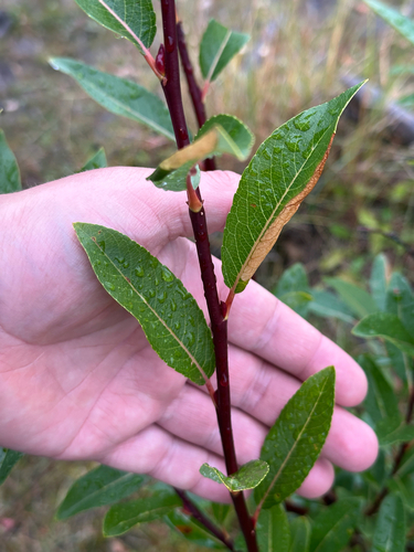 Salix planifolia, photograph 4