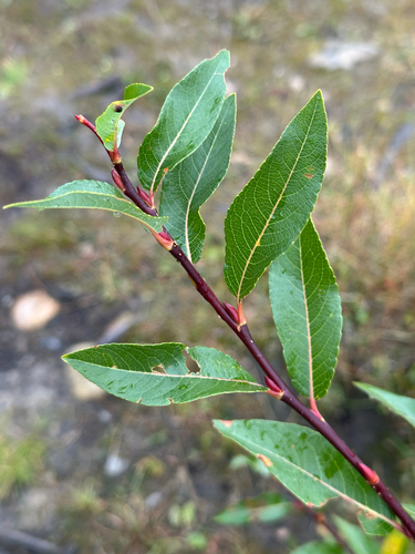 Salix planifolia, photograph 5
