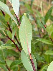 Salix planifolia, photograph author not stated, no rights reserved