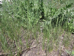 Poa angustifolia