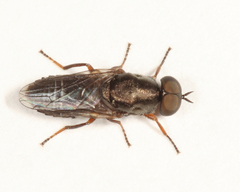 Scenopinus fenestralis