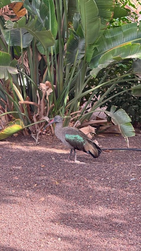 iNaturalist image