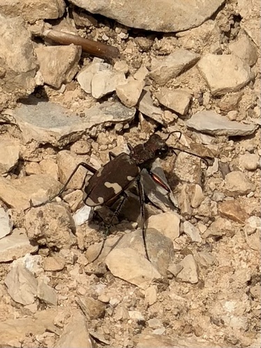 Cicindela sylvicola