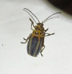 Derospidea brevicollis