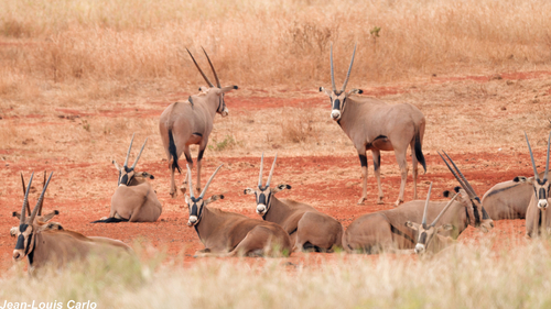 Fringe-eared Oryx
