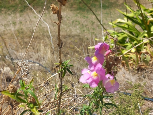 Snapdragon