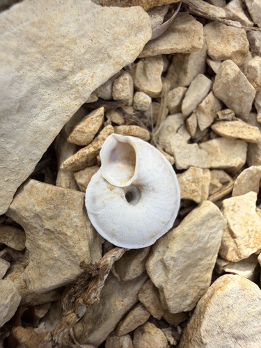 Lapidary Snail