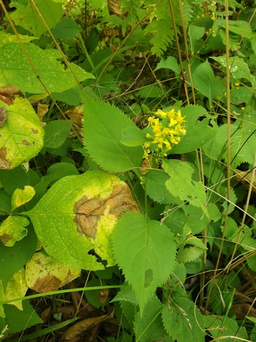 broad-leaved goldenrod
