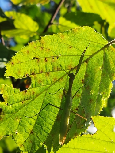 European Mantis