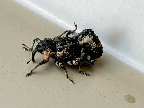 Poplar-and-Willow Borer