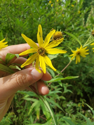 giant sunflower