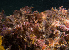 Heteroclinus roseus