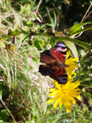 European Peacock Butterfly