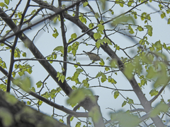 Vireo gilvus