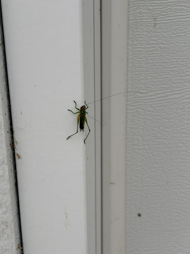 Black-sided Meadow Katydid