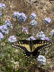 Papilio