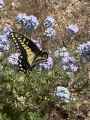 Papilio