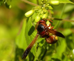 Rhynchium oculatum