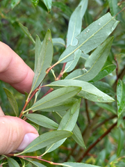Salix arbusculoides, photograph author not stated, no rights reserved