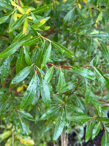 Salix arbusculoides, photograph 2