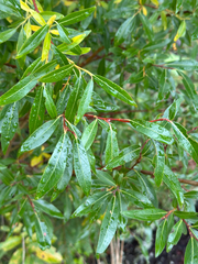 Salix arbusculoides, photograph author not stated, no rights reserved