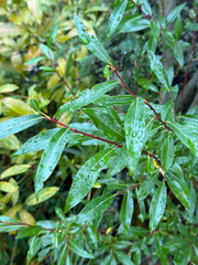 Salix arbusculoides