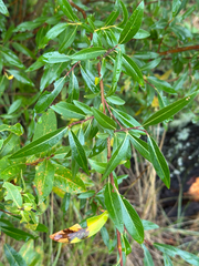 Salix arbusculoides, photograph author not stated, no rights reserved