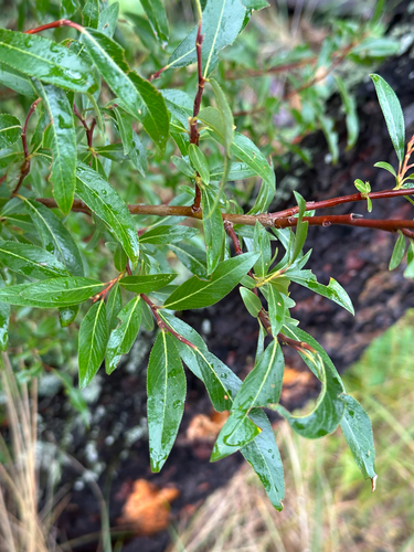 Salix arbusculoides, photograph 3