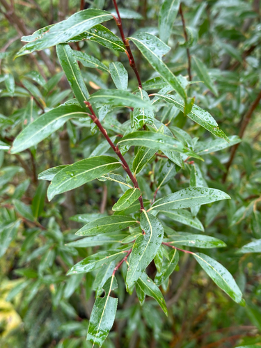 Salix arbusculoides, photograph 5