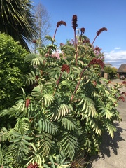 Melianthus