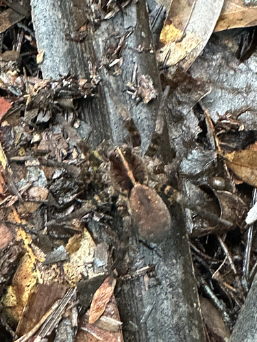Georgia Wolf Spider