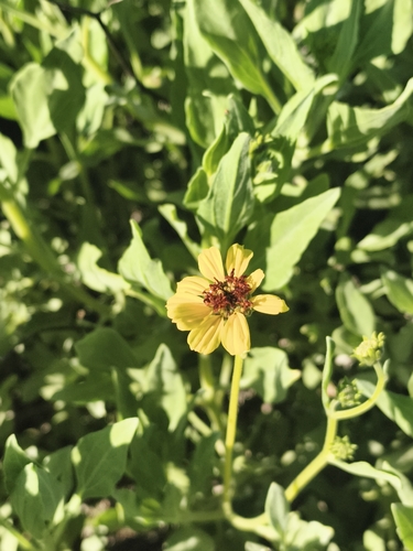Encelia canescens, photograph 6