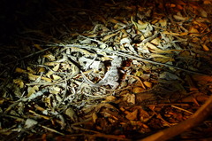 Hemidactylus mercatorius