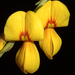 Legumes - Photo (c) Kevin Thiele, some rights reserved (CC BY)