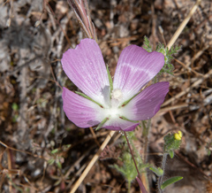 Sidalcea diploscypha