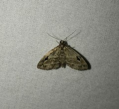 Melanomma auricinctaria