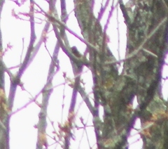 Pipilo erythrophthalmus