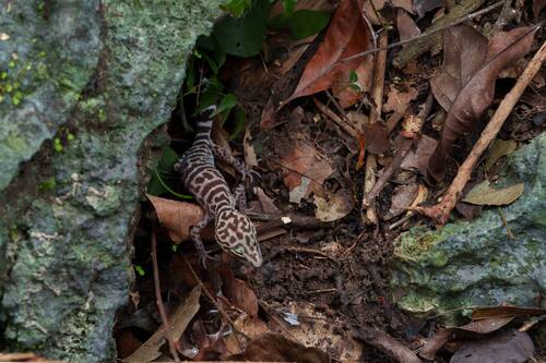 Wangshu Cave Gecko